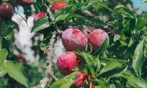 Chuyên gia khuyến cáo số lượng mận tối đa nên ăn mỗi ngày để không hại thận