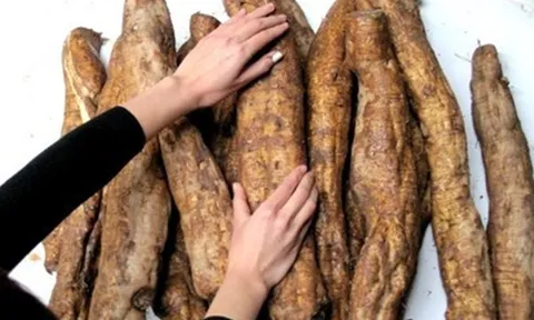 Loại củ Việt được ví như "nhân sâm người nghèo", tốt cho sức khỏe từ trong ra ngoài