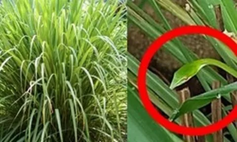 4 lý do nên trồng sả trong nhà
