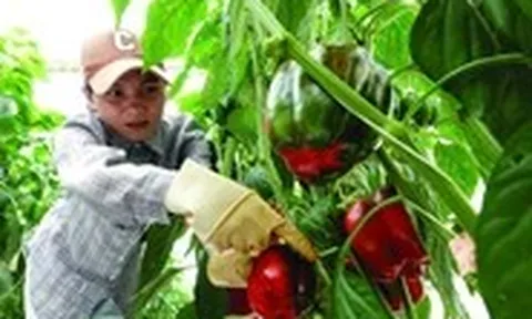 Bổ sung vitamin C: Cam không phải lựa chọn duy nhất