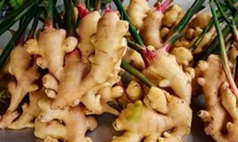 7 lợi ích của cây gừng