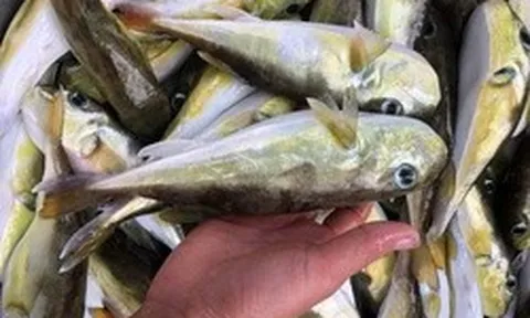 Loại cá chứa độc tố đáng sợ gấp 275 lần xyanua: Nhiều người Việt vẫn chủ quan bắt về ăn