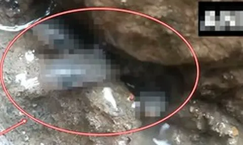 Liều thò tay vào khe hẹp trong nhà mới, người đàn ông liên tiếp kéo ra hơn 35 sinh vật: Ai cũng nổi da gà