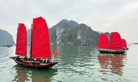 Hồi sinh thuyền buồm ba vách trên vịnh Hạ Long