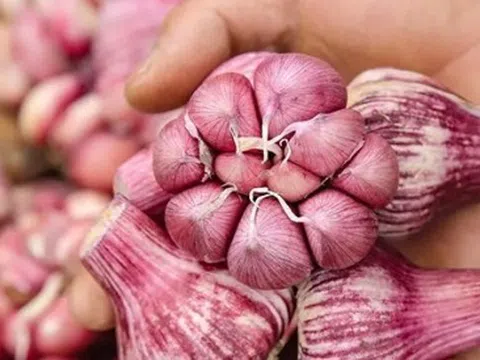 5 loại tỏi tuyệt đối không mua kẻo gây hại sức khỏe