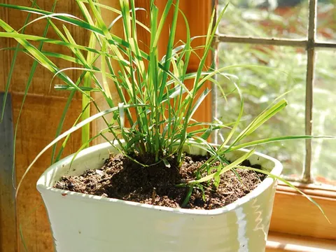 5 loại cây đuổi muỗi hiệu quả, Việt Nam rất sẵn: Mỗi nhà nên trồng 1 cây