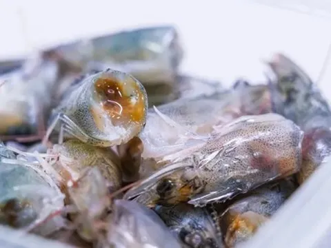 Sợi trắng trong đầu tôm có phải ký sinh trùng?