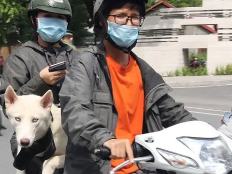 TPHCM: Chủ nuôi chó, mèo phải khai báo với UBND xã, phường, đặc khu