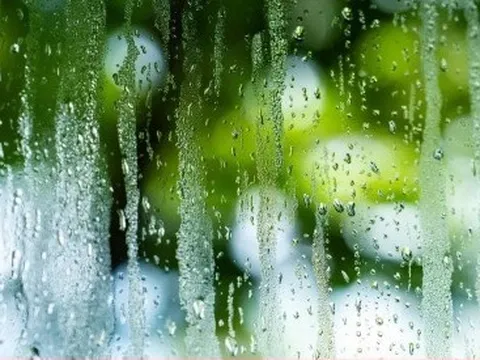 Trồng 2 cây cảnh này trong nhà, trời nồm cũng không sợ cửa sổ đọng hơi nước