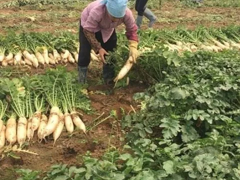 Việt Nam có loại củ được ví như “nhân sâm mùa đông”: Luộc hay kho đều ngon, Đông Y coi là thuốc tự nhiên