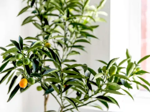 Mỹ giới thiệu 7 cây ăn quả trồng trong chậu rất hợp: Số 3 người Việt biết trồng từ lâu