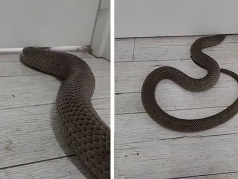 5 thứ "dụ" rắn vào nhà
