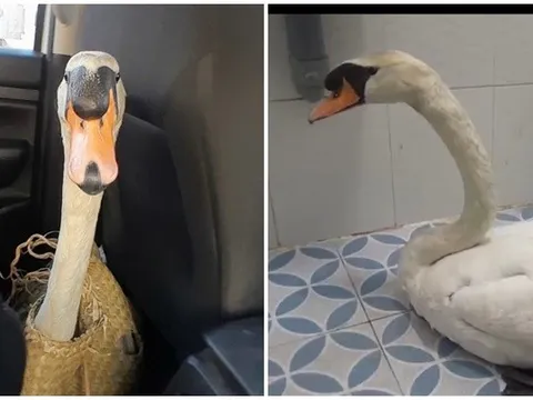 Xuyên đêm giải cứu thiên nga trắng trị giá 60 triệu: Bị cuộn đầu, nhét trong ba lô, dẫn đến stress nặng