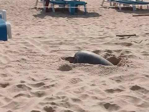 Cả bãi biển sững lại khi sinh vật đẻ một lèo 125 quả trứng, du khách vây quanh xem không rời mắt