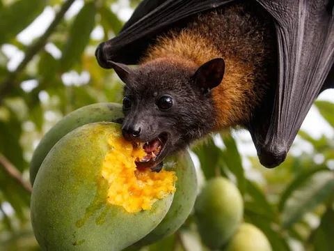 Phòng tránh virus Nipah, khi ăn hoa quả phải nhớ 2 việc quan trọng