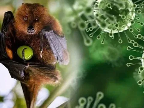 Cần làm gì để phòng tránh virus Nipah?