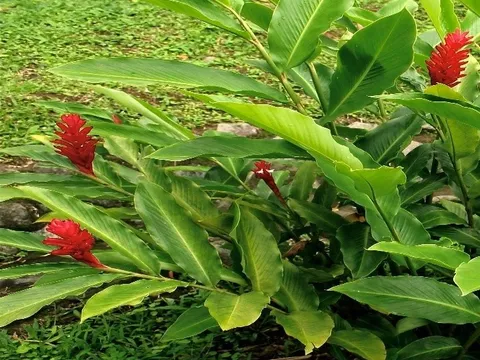 Tìm thấy hoạt chất chống ung thư từ cây mọc dại phổ biến