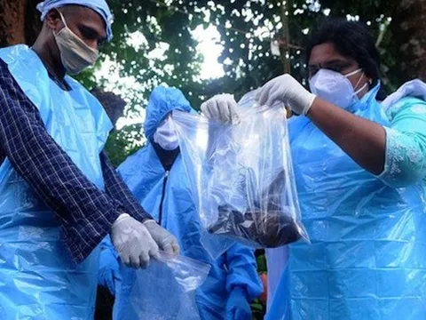 Chuyên gia cảnh báo: Virus Nipah cùng họ virus RNA với COVID-19, có thể lây truyền qua đường hô hấp
