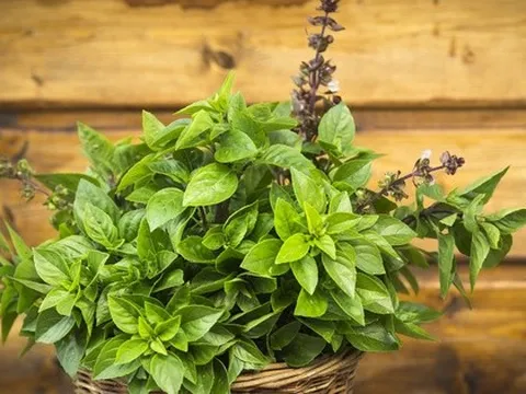Loại cây gia vị nên trồng trong nhà vào năm mới: "Hút" may mắn, tài lộc, làm thuốc khi cần