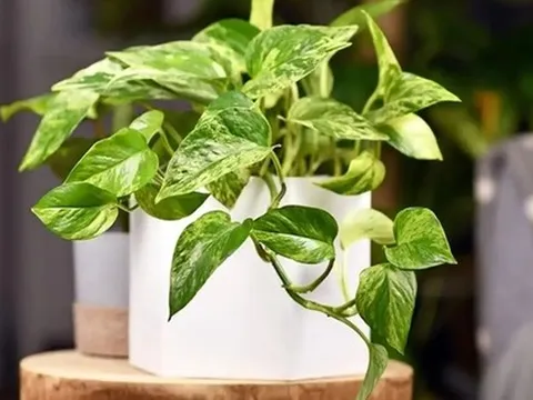 5 loại cây nên có trong nhà, đặt đâu cũng "hút" vượng khí