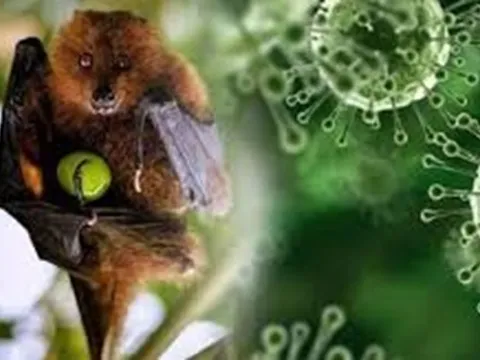 Người nghi ngờ mắc Nipah sẽ được cách ly, điều trị tại Bệnh viện Bệnh Nhiệt đới