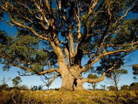 Phát hiện 1 loại cây "hút vàng" từ độ sâu 30m: "500 cây mới cho ra lượng vàng đủ để làm 1 chiếc nhẫn cưới"