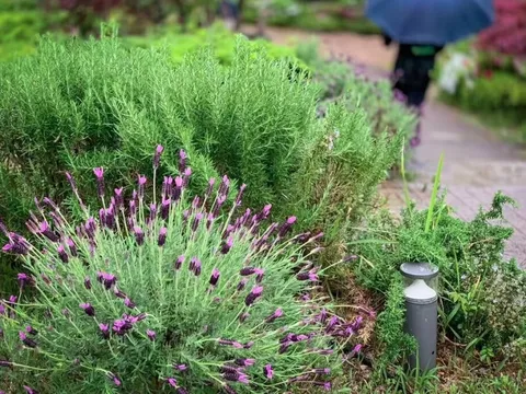 4 loại cây cần ít công chăm sóc nhất: Một khi đã bén rễ thì chẳng thèm “phiền” bạn