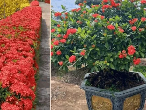 Loài hoa chơi Tết bền cả tháng, nở đẹp mỹ miều: 1 ngày ngắm 24 giờ không thấy chán