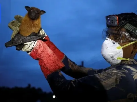 Sắp thử nghiệm vắc-xin phòng virus Nipah trên người