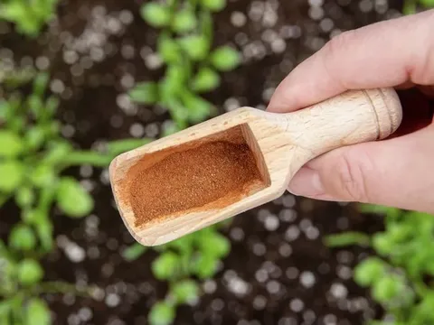 Rắc những thứ này ra vườn, sâu bọ 'khiếp vía', cây cối lớn nhanh như thổi