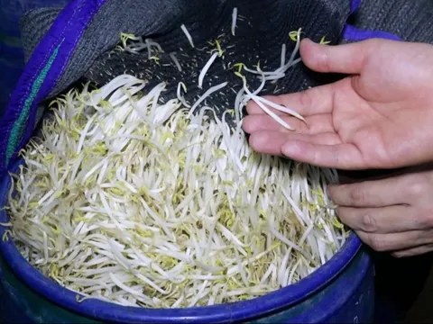 Vụ 5 tấn giá đỗ ngâm hóa chất để 1 tháng vẫn tươi: Rùng mình tác hại của 6-Benzylaminopurine, chuyên gia cảnh báo cách nhận biết, tránh rước độc vào thân