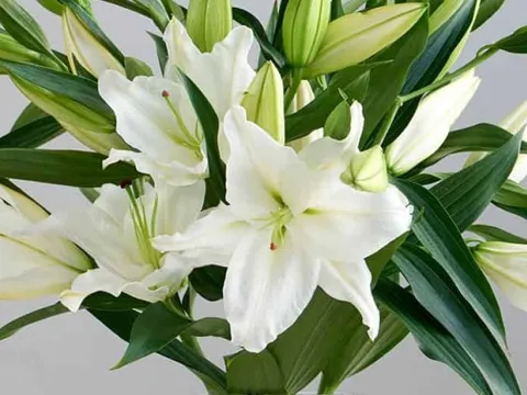 5 loài hoa KHÔNG NÊN trưng bàn thờ Tết: Đẹp nhưng phạm phong thủy, dễ rước xui đầu năm