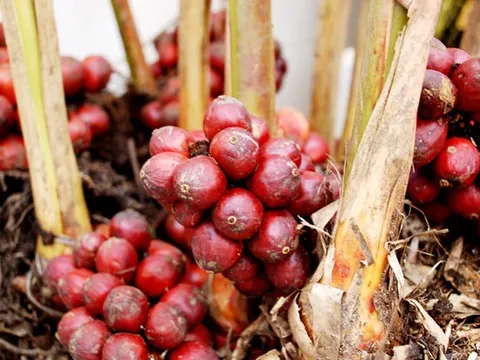 Ba loại cây gia vị ví như "kho báu" cho Việt Nam, nên trồng trong năm 2026