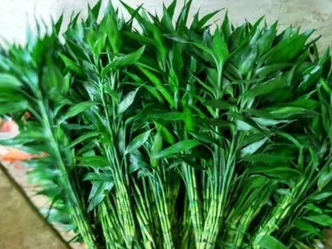 3 loại cây nên đặt trong nhà năm Bính Ngọ