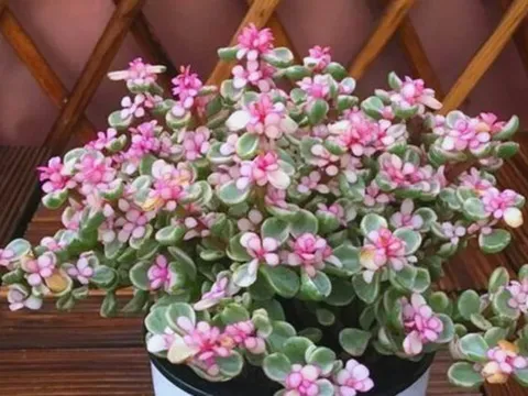 3 loại hoa trưng trong nhà năm Bính Ngọ kích vận "mã đáo thành công"