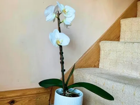 Lan hồ điệp trưng Tết sẽ nở bung rực rỡ khi được đặt ở vị trí này trong nhà