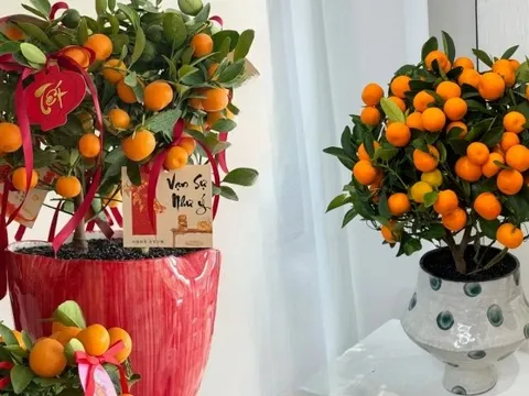 Vị trí "đại kỵ" khi đặt cây quất, cành đào ngày Tết khiến tài lộc đội nón ra đi, gia chủ nghèo đi trông thấy mà không hiểu lý do