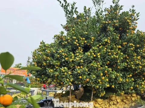 Độc lạ quất đảo vàng, đào chiếc ô