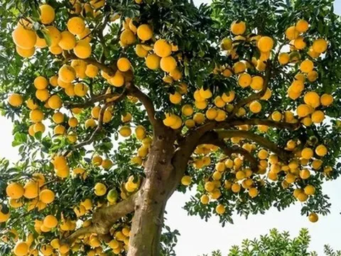 5 loại cây nhất định phải có trong nhà dịp Tết Bính Ngọ