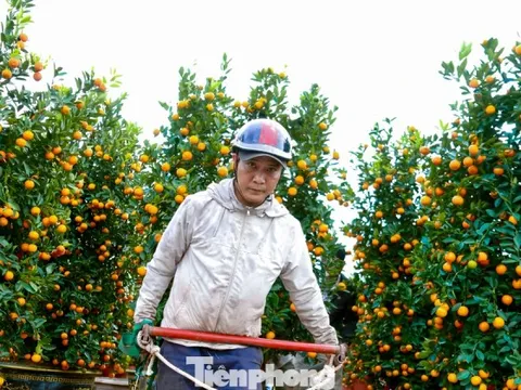 Nghề chở cây thuê ngày Tết