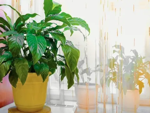 Cây lan ý "rất thích" được đặt ở vị trí này: Làm đúng thì hoa bung nở trắng muốt