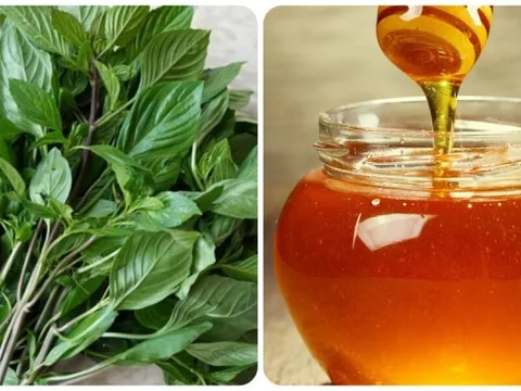Mật ong và húng quế kết hợp với nhau có tác dụng gì?