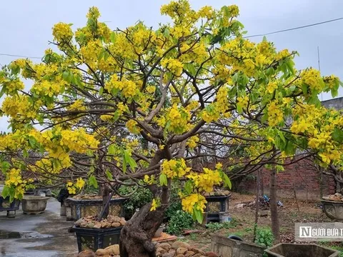 Nông dân thu tiền tỷ từ cây mai vàng Yên Tử