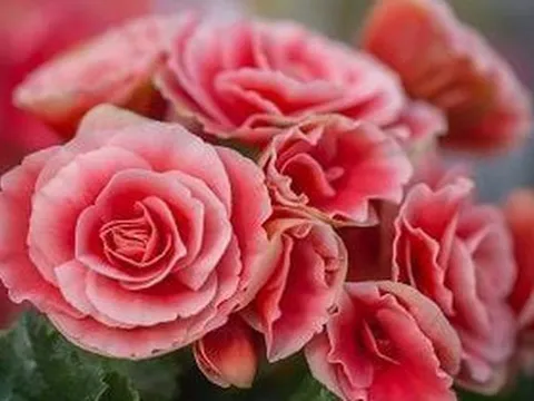 5 loại cây đặt trong nhà ngày Tết sạch không khí, đón tài lộc, tăng tuổi thọ