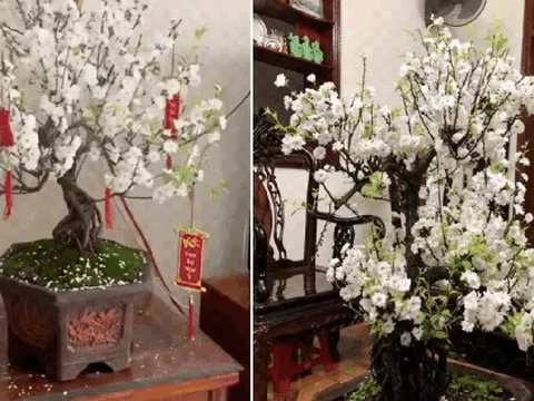 Đã tìm ra "vua hoa Tết" nở nghìn bông đẹp hơn tranh vẽ, chưng một chậu nhà sang gấp 100 lần