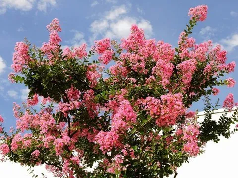 3 loại cây “đại cát đại lợi” nên trồng trong nhà dịp năm mới