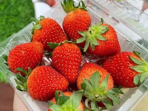 Dâu tây ở siêu thị có thể giữ tươi trong 1 tuần mà không bị thối, dâu tây bạn tự hái lại bị mốc chỉ sau 2 ngày: Câu trả lời không phải là chất bảo quản!