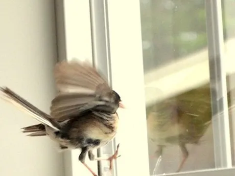 Đầu xuân năm mới: 3 vật vào nhà là điềm báo tốt lành, tiền tài khởi sắc, chớ dại đuổi đi