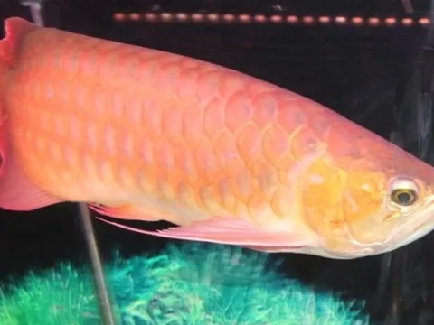 Ăn trứng cá rồng, 13 người ở Thanh Hóa nhập viện