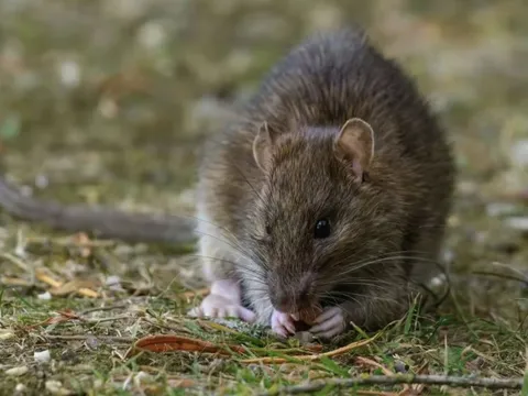 Ngửi thấy mùi này, chuột bị “áp đảo”, không dám bén mảng vào bếp nhà bạn nữa
